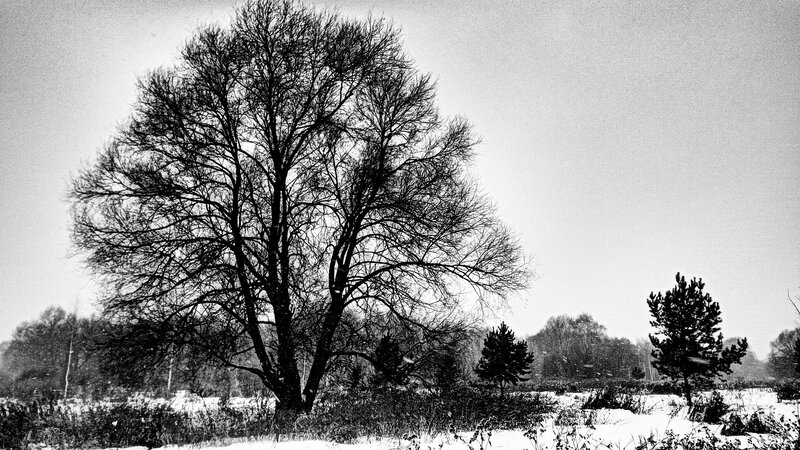 Bare Tree in Snow — Black, Dreary