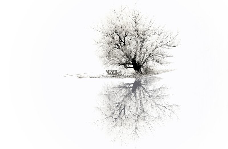 Bare Tree in Snow — Black, Serene