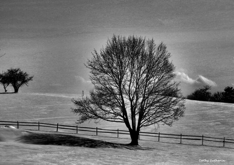 Bare Tree in Snow — Black, Serene, Winter, Photograph