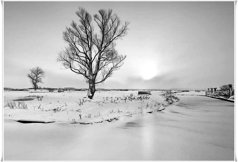 Bare Tree in Snow — Black, Serene, Winter