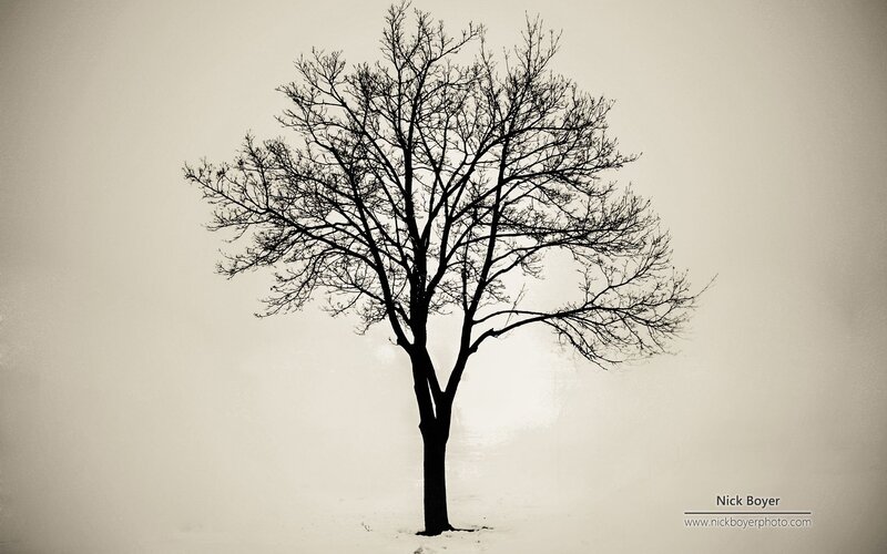 Bare Tree in Snow — Black, Solitary