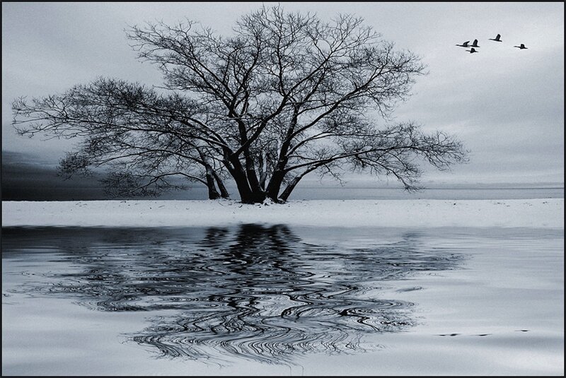 Bare Tree in Snow — Black, Somber