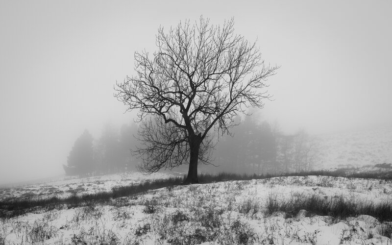 Bare Tree in Snow — Black, Somber, Winter