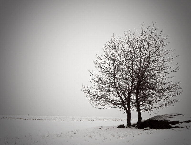 Bare Tree in Snow — Black