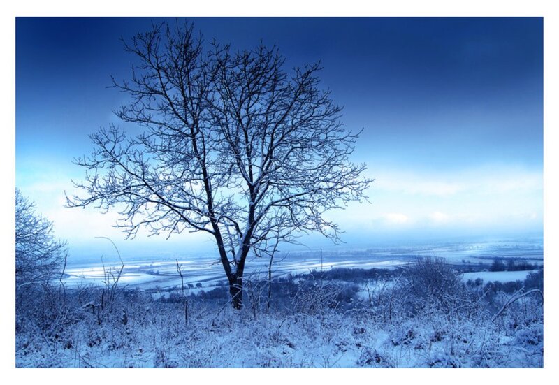 Bare Tree in Snow — Blue, Cold