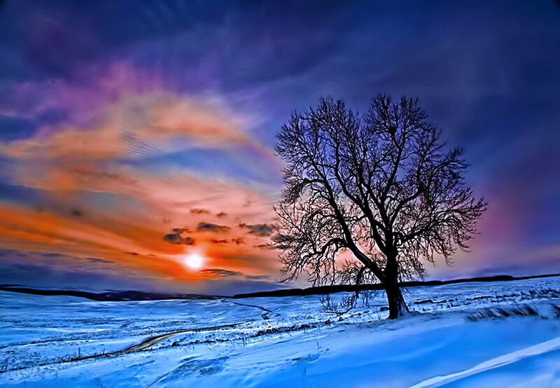 Bare Tree in Snow — Blue, Dramatic, Sunset, Photograph