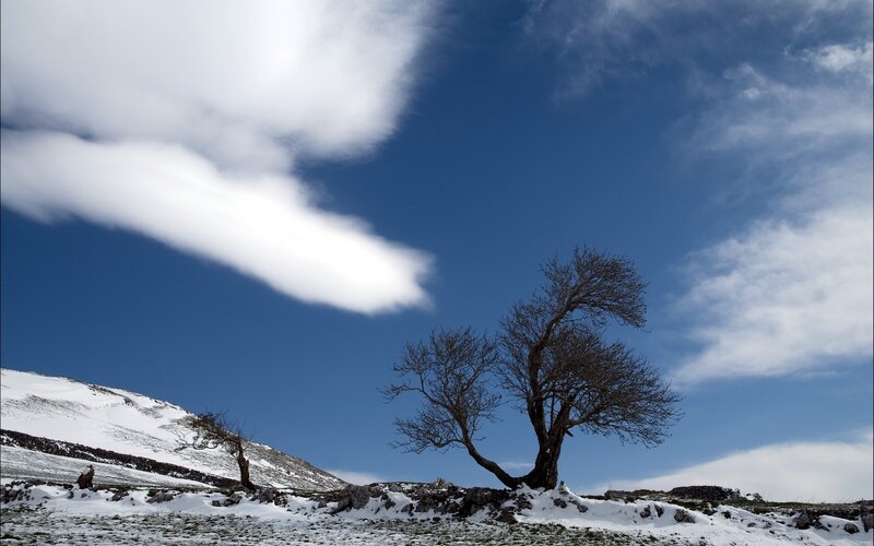 Bare Tree in Snow — Blue, Dramatic, Winter, Photograph, Clouds, Hill