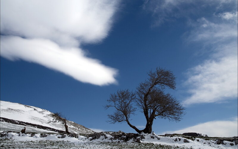 Bare Tree in Snow — Blue, Dramatic, Winter, Photograph, Clouds, Mountain