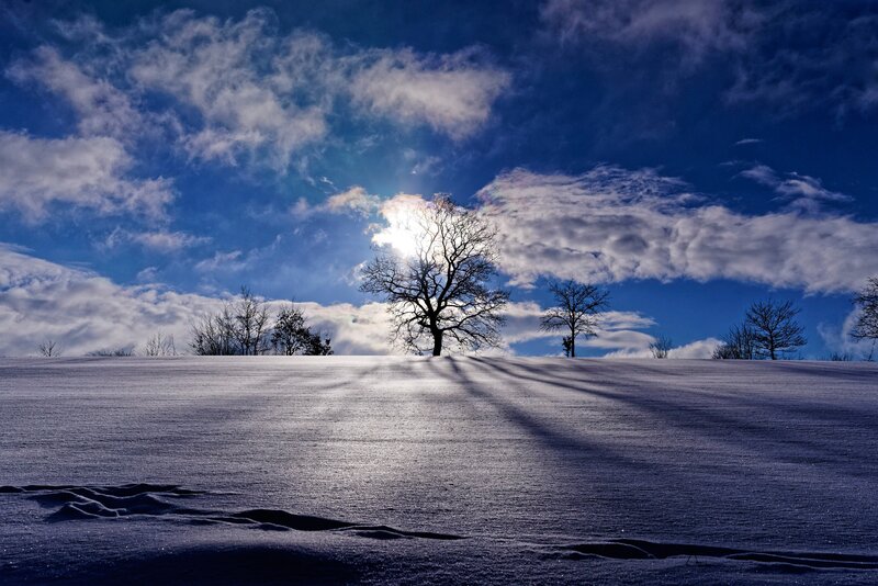 Bare Tree in Snow — Blue, Dramatic, Winter, Photograph, Clouds, Sun