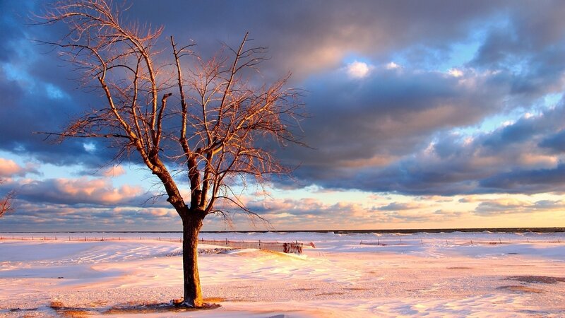 Bare Tree in Snow — Blue, Dramatic, Winter, Photograph, Clouds