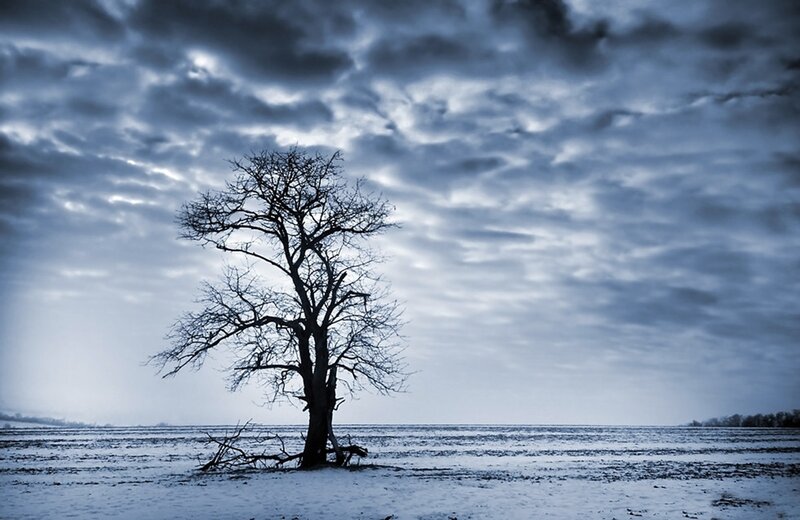 Bare Tree in Snow — Blue, Dramatic, Winter, Photograph, Field