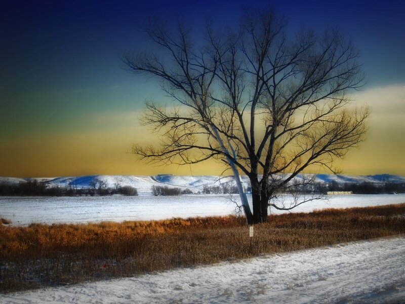 Bare Tree in Snow — Blue, Dramatic, Winter, Photograph, Hills