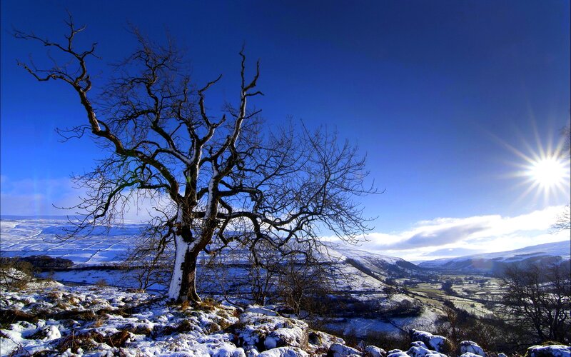 Bare Tree in Snow — Blue, Dramatic, Winter, Photograph, Mountains