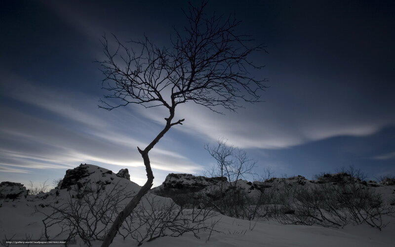 Bare Tree in Snow — Blue, Dramatic, Winter, Photograph, Rocks