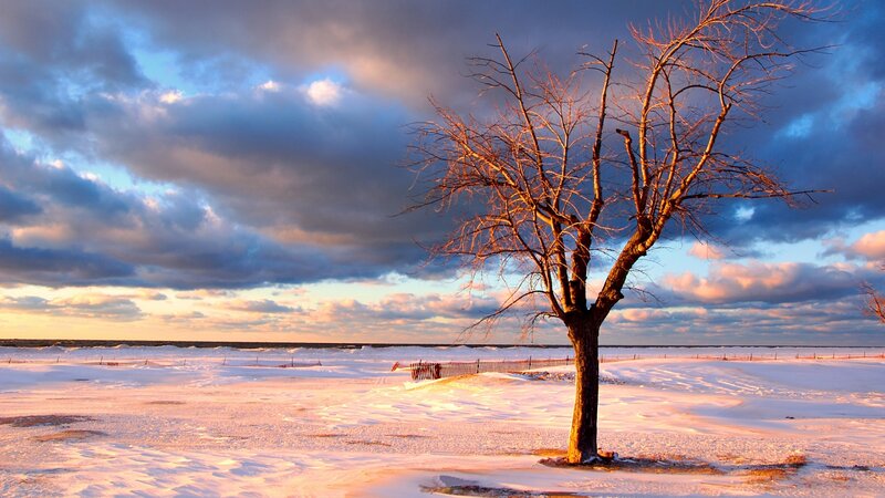 Bare Tree in Snow — Blue, Dramatic, Winter, Photograph, Sky, Fence