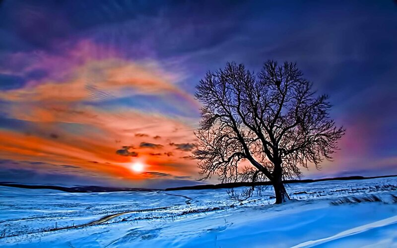 Bare Tree in Snow — Blue, Dramatic, Winter, Photograph, Sunset