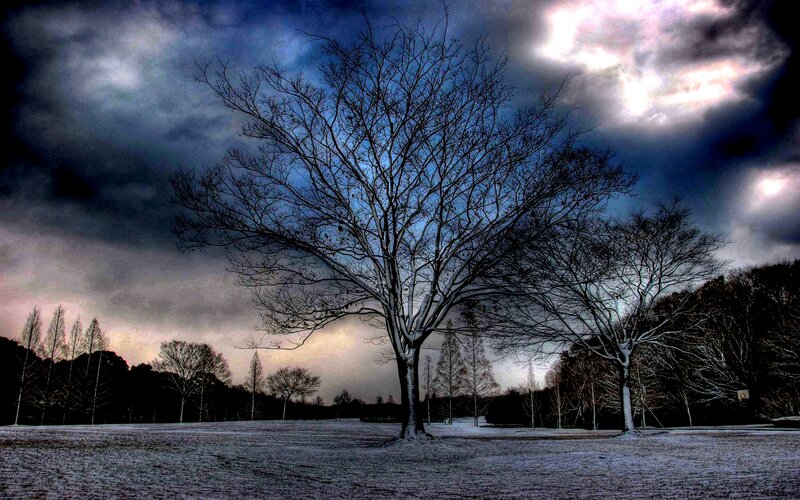 Bare Tree in Snow — Blue, Dramatic, Winter, Photograph, Trees, Sky