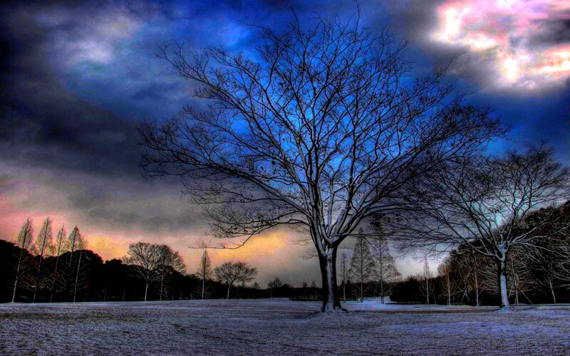 Bare Tree in Snow — Blue, Dramatic, Winter, Photograph, Trees