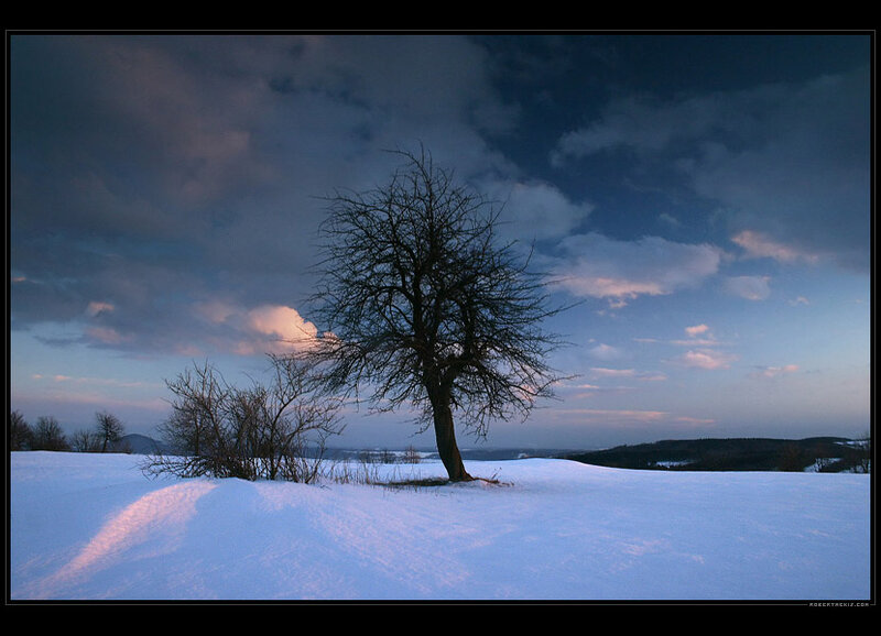 Bare Tree in Snow — Blue, Dramatic, Winter