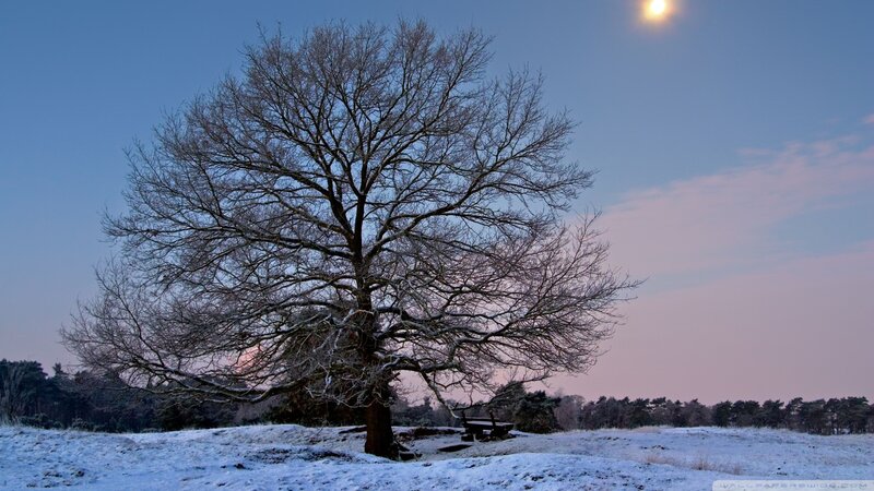 Bare Tree in Snow — Blue, Serene, Night, Photograph, Moon, Bench