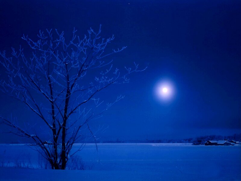Bare Tree in Snow — Blue, Serene, Night, Photograph, Moon