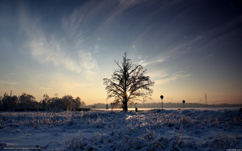 Bare Tree in Snow — Blue, Serene, Sunset, Photograph, Sky