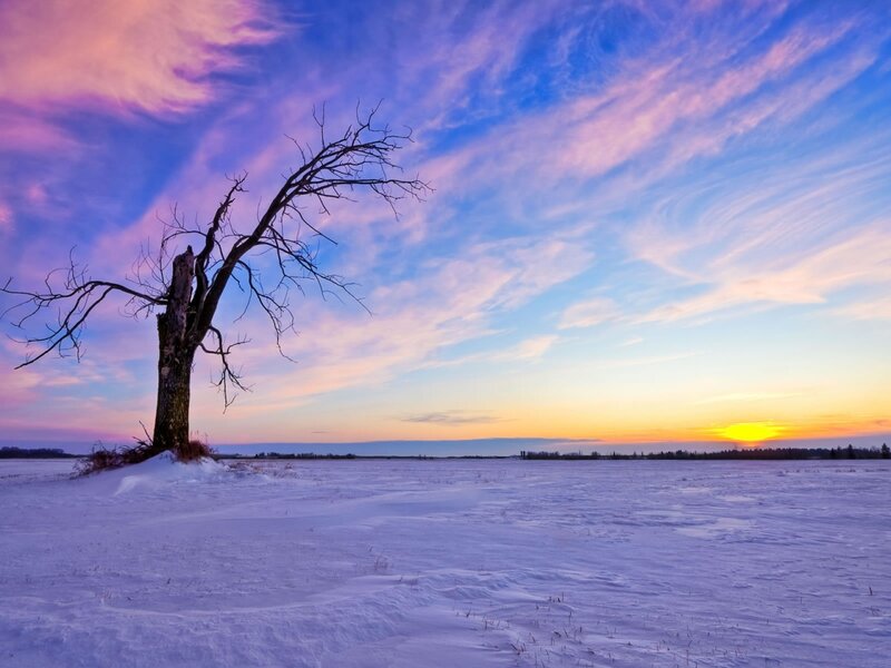 Bare Tree in Snow — Blue, Serene, Sunset, Photograph