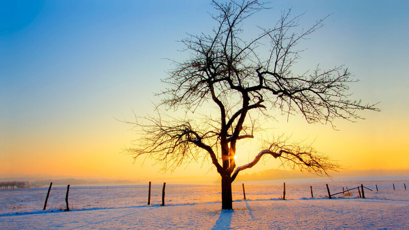 Bare Tree in Snow — Blue, Serene, Sunset
