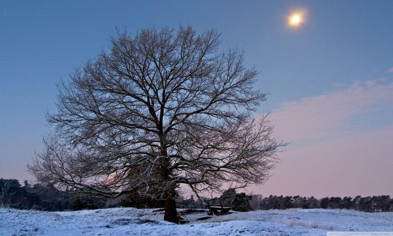 Bare Tree in Snow — Blue, Serene