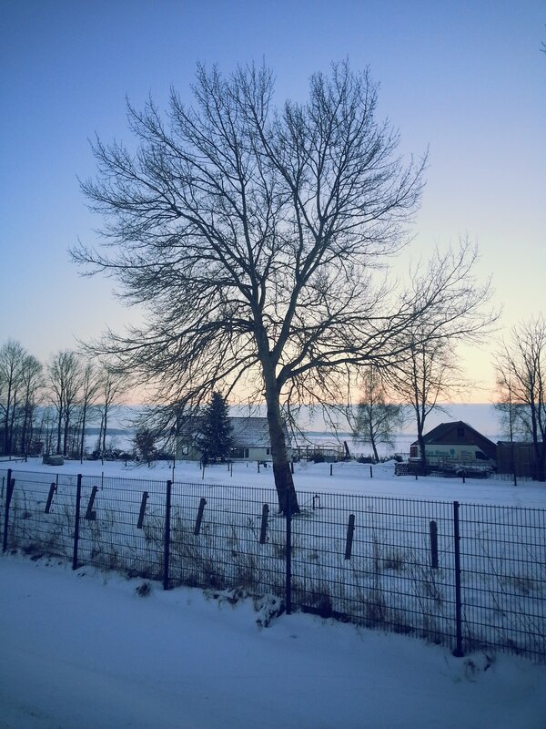 Bare Tree in Snow — Blue, Serene, Winter, Photograph, Fence, Houses