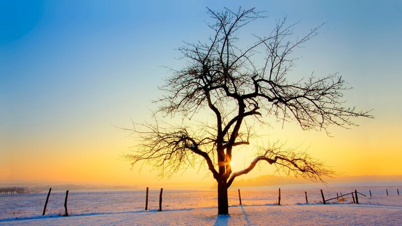Bare Tree in Snow — Blue, Serene, Winter, Photograph, Fence, Sun, Yellow, White
