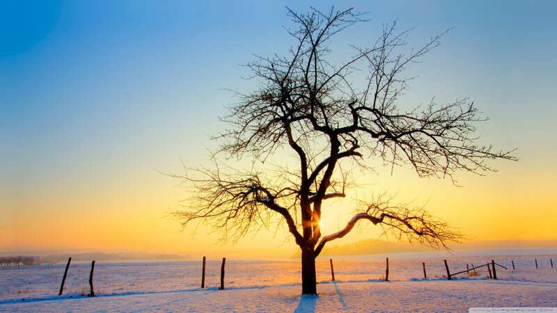 Bare Tree in Snow — Blue, Serene, Winter, Photograph, Field, Fence, Sun