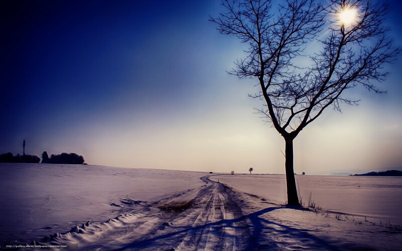 Bare Tree in Snow — Blue, Serene, Winter, Photograph, Road, Sun