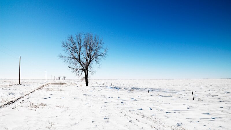 Bare Tree in Snow — Blue, Serene, Winter, Photograph, Road