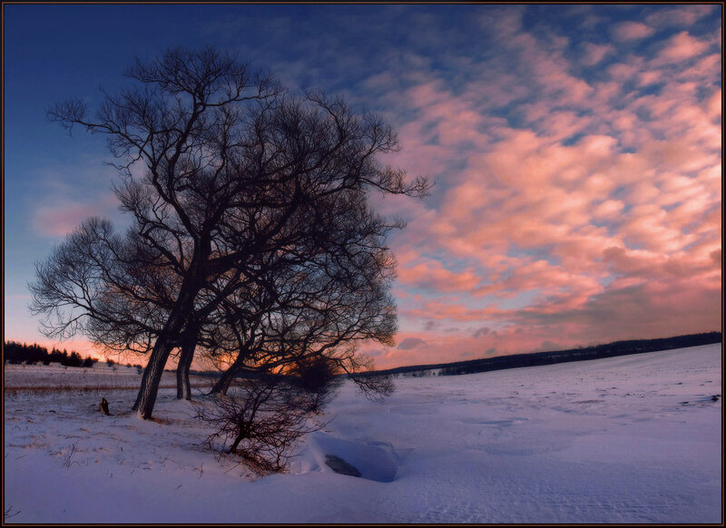 Bare Tree in Snow — Blue, Serene, Winter, Photograph, Sky
