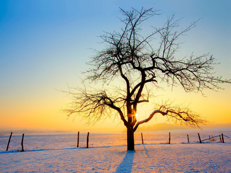 Bare Tree in Snow — Blue, Serene, Winter, Photograph, Sun