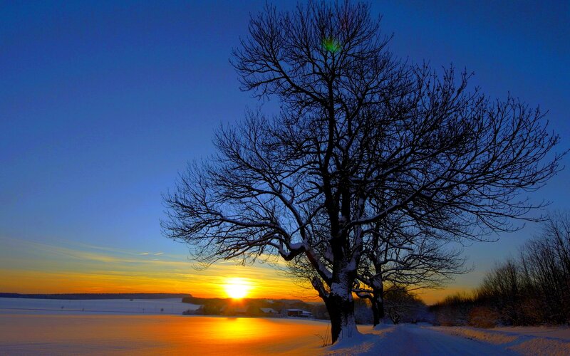Bare Tree in Snow — Blue, Serene, Winter, Photograph, Sunset, Field