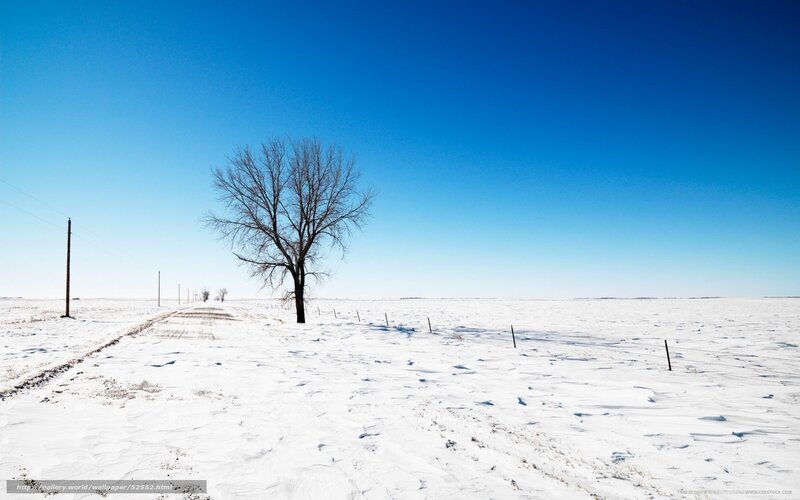 Bare Tree in Snow — Blue, Serene, Winter, Photograph
