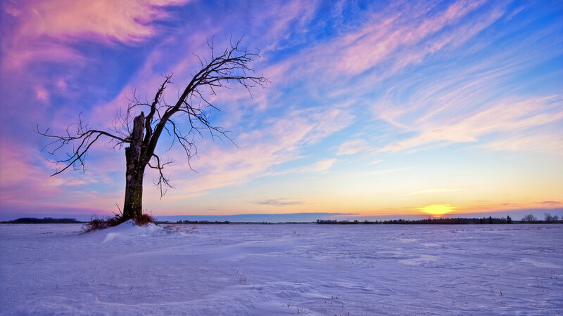 Bare Tree in Snow — Blue, Serene, Winter