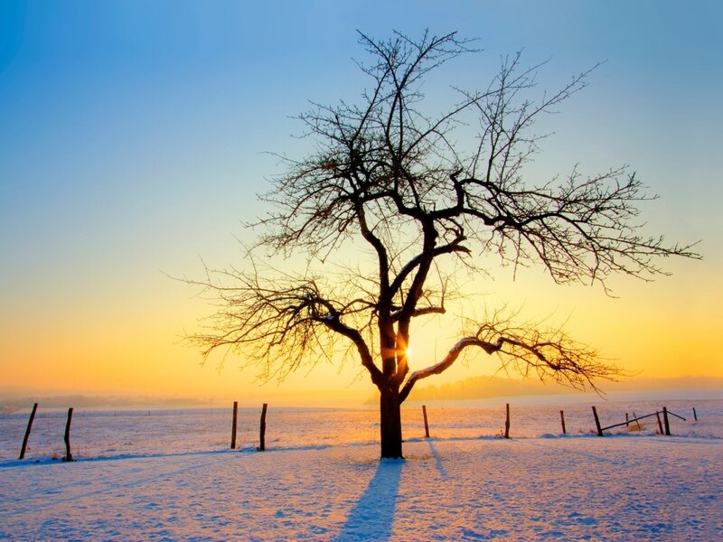 Bare Tree in Snow — Blue