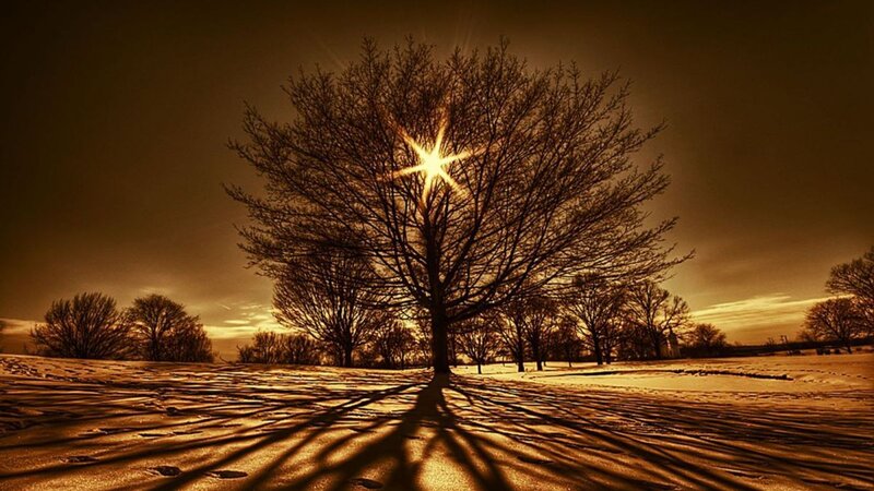 Bare Tree in Snow — Brown, Dramatic