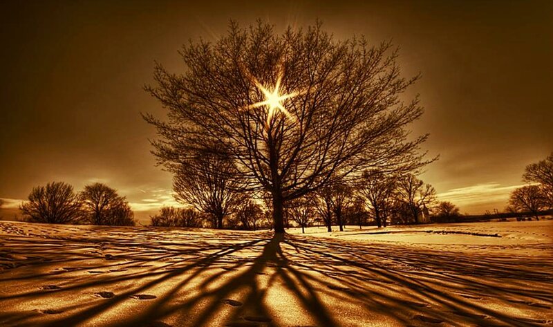 Bare Tree in Snow — Brown