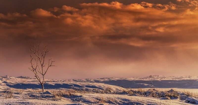 Bare Tree in Snow — Orange, Dramatic, Sunset