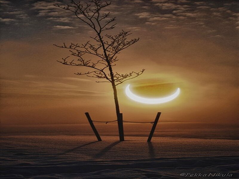Bare Tree in Snow — Orange, Dramatic