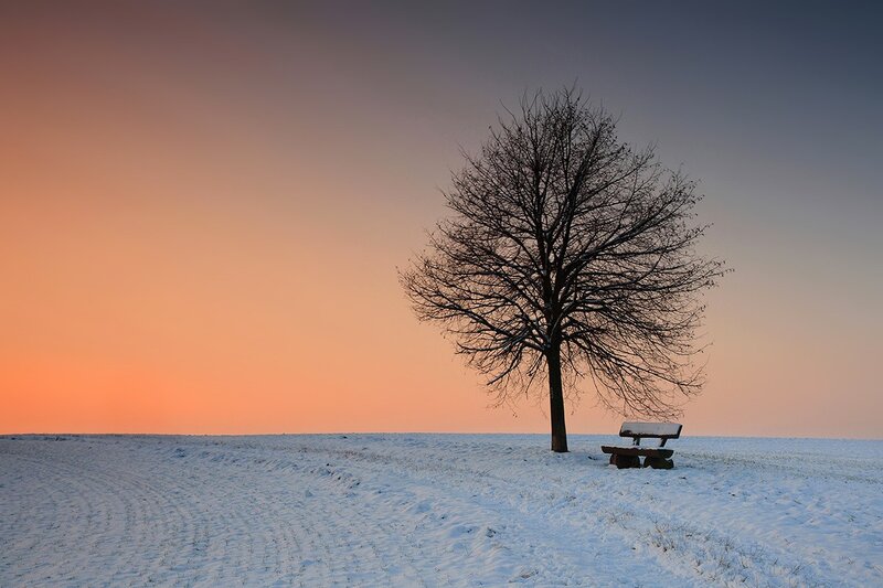 Bare Tree in Snow — Orange, Serene, Sunset
