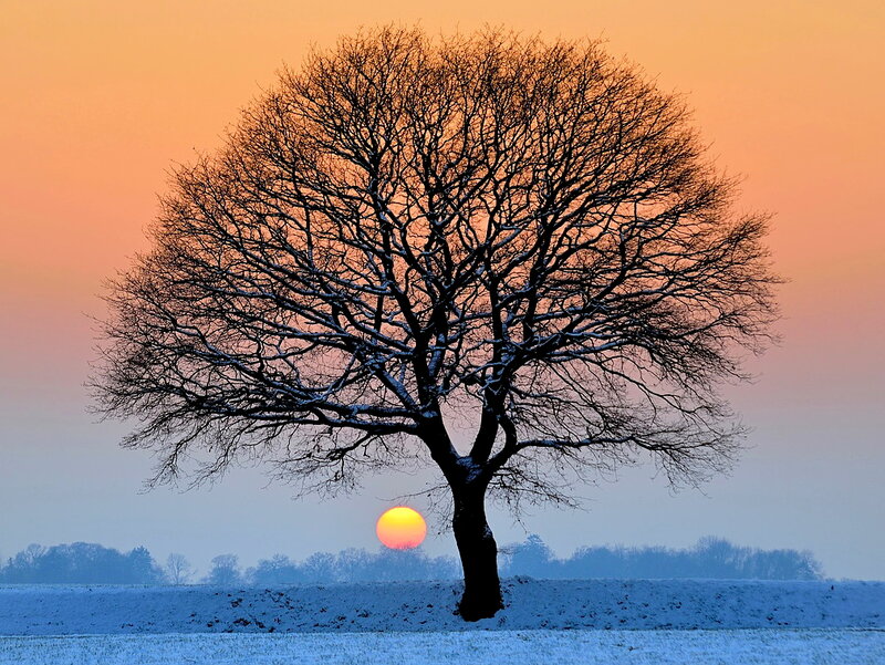 Bare Tree in Snow — Orange, Serene
