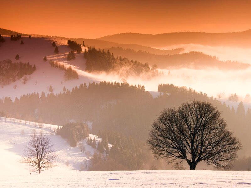 Bare Tree in Snow — Orange