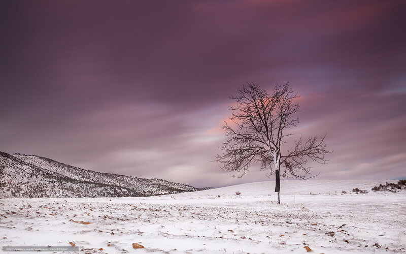 Bare Tree in Snow — Purple, Dramatic