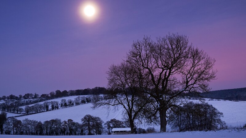 Bare Tree in Snow — Purple, Serene, Night, Photograph, Moon