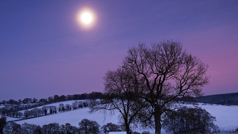 Bare Tree in Snow — Purple, Serene, Night, Photograph